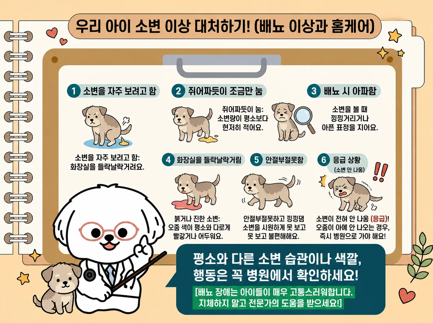 소변 횟수와 양을 확인해 주세요, 소변이 거의 안 나오면 즉시 응급진료, 배를 누르거나 소변을 짜내려 하지 마세요, 물은 자유롭게 두되 억지로 먹이지 마세요, 혈뇨와 통증이 있으면 당일 진료받으세요 관련된 이미지입니다.